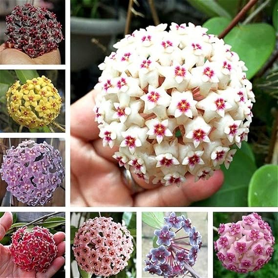CHUXAY GARDEN Mix Hoya Carnosa-Porcelainflower,Wax Plant 200 Seeds Hardy Apocynaceae Flowering Plant Houseplant Sweetly Scented Flowers White Pink Yellow Green Heirloom Decor Garden