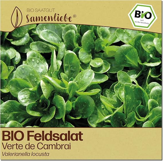 Samenliebe Organic Lettuce Seeds Verte de Cambrai - Very Large & Hardy - Seed-proof Organic Seeds