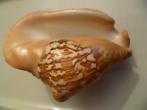 Milk Conch Shell 4-5 inches