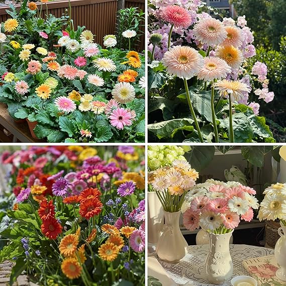 Gerbera Daisy Seeds for Planting, 500+pcs Perennial Rare Gerbera Daisy Flower Seeds Plants, Non-GMO Heirloom Landscape Hardy Home Garden Blooms Flowers for Outdoors