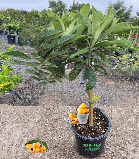 Loquat Fruit Tree 4 Year's Old 2 to 5 Feet Tall or Bigger 5 Gallon,AKA Loquat, Japanese Plum (Big boy, 5 Gallon 5-6FT)